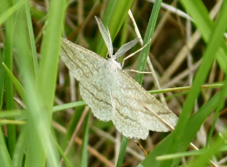 Papillons La Vall e des Buis de Buxerolles